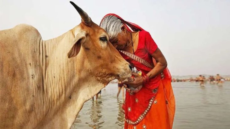 देश के इस राज्य ने गाय को घोषित किया राज्यमाता, सरकार ने जारी किया आदेश